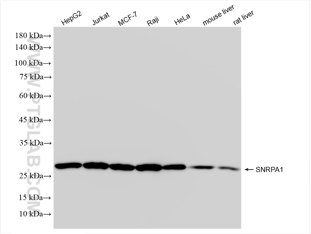 WB analysis using 85649-2-RR