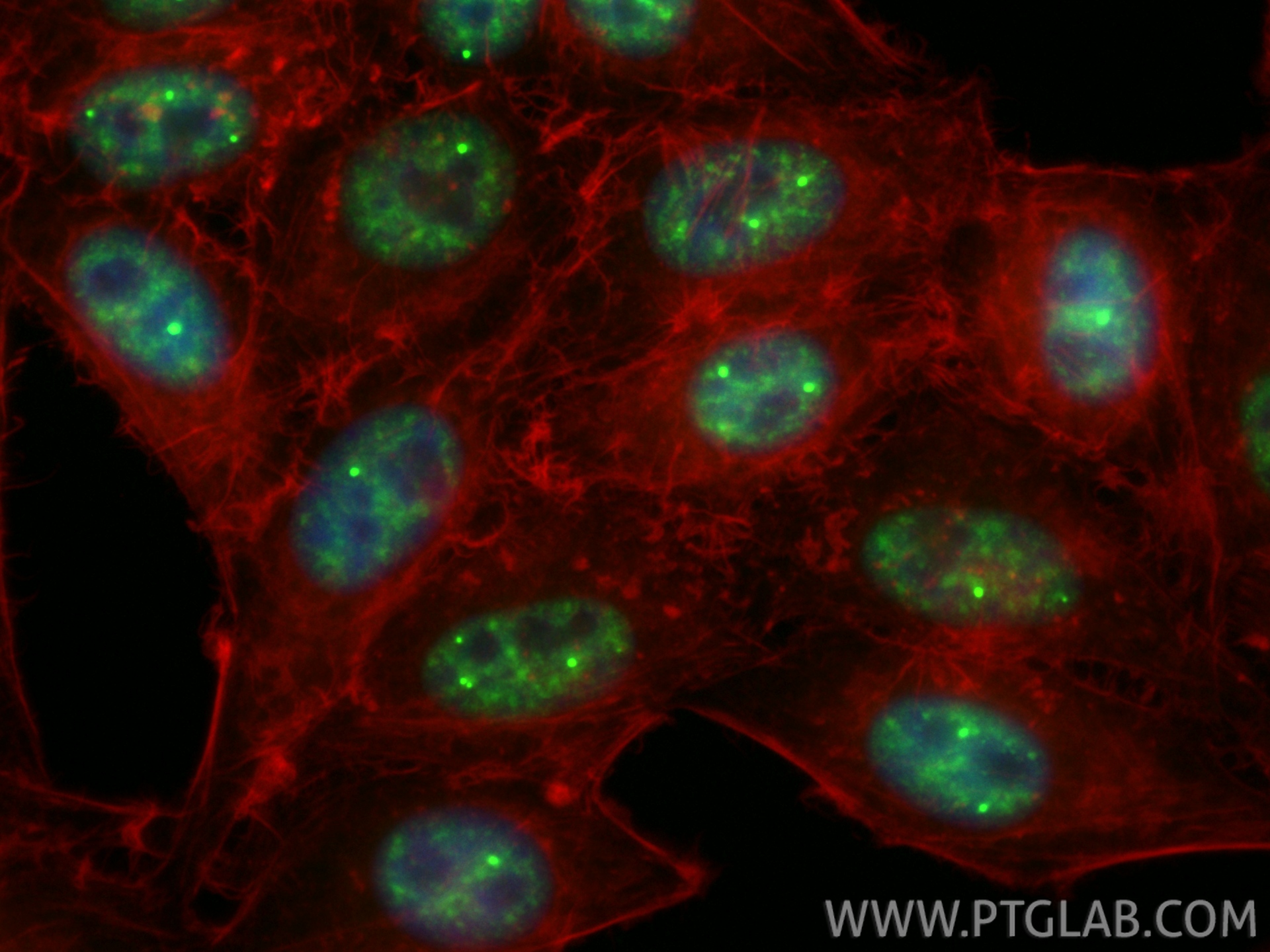 Immunofluorescent analysis of (4% PFA) fixed HepG2 cells using CoraLite® Plus 488 SNRPA1 antibody (CL488-85649-2, Clone: 243097D9 ) at dilution of 1:200, CL594-phalloidin (red). IF Staining of HepG2 using CL488-85649-2