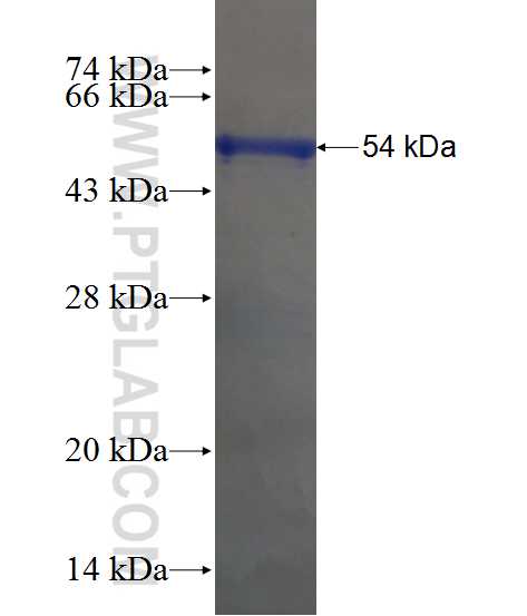 SNRPA1 fusion protein Ag10790 SDS-PAGE