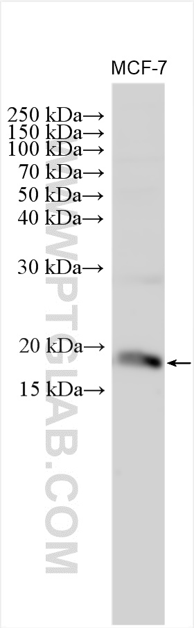 WB analysis using 22428-1-AP