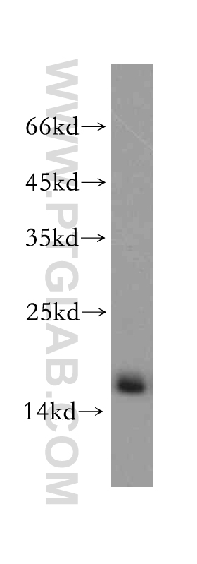 WB analysis of A2780 using 14789-1-AP