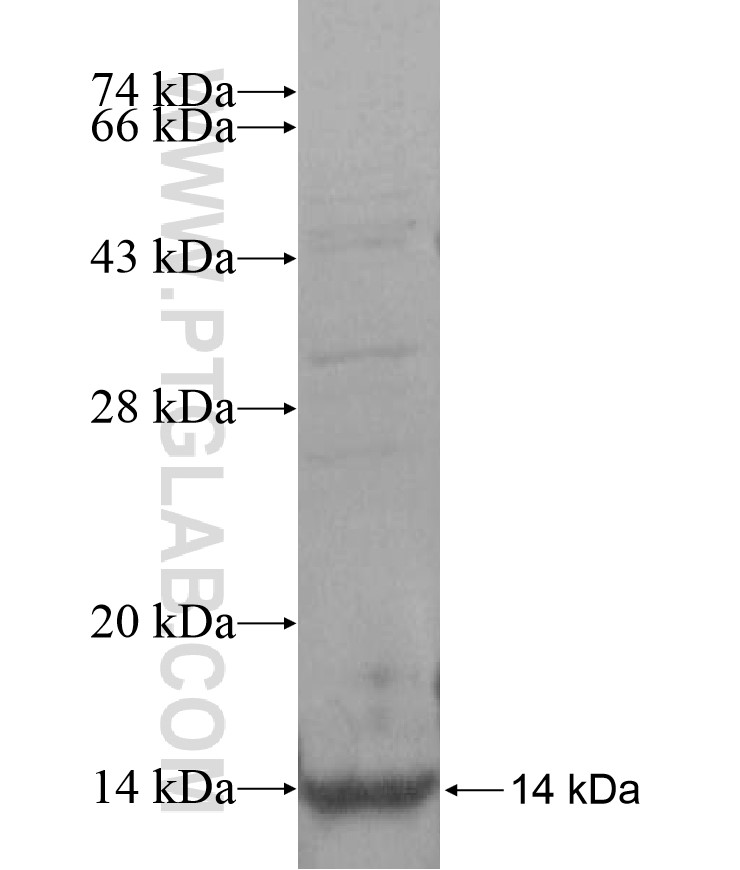 SNRPE fusion protein Ag16948 SDS-PAGE SNRPE fusion protein Ag16948 SDS-PAGE