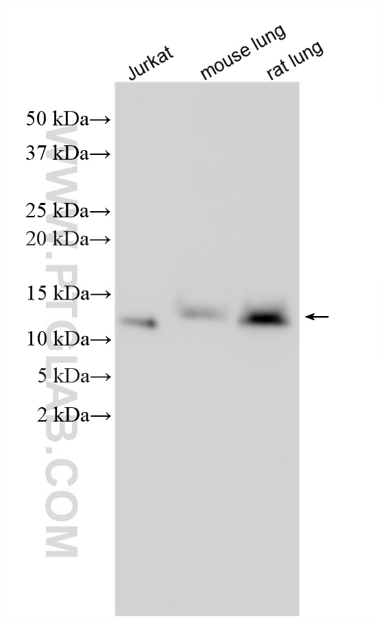 Various lysates were subjected to SDS PAGE followed by western blot with 15084-1-AP (SNRPG antibody) at dilution of 1:3000 incubated at room temperature for 1.5 hours. WB analysis using 15084-1-AP