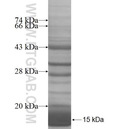 SNRPG fusion protein Ag7219 SDS-PAGE SNRPG fusion protein Ag7219 SDS-PAGE