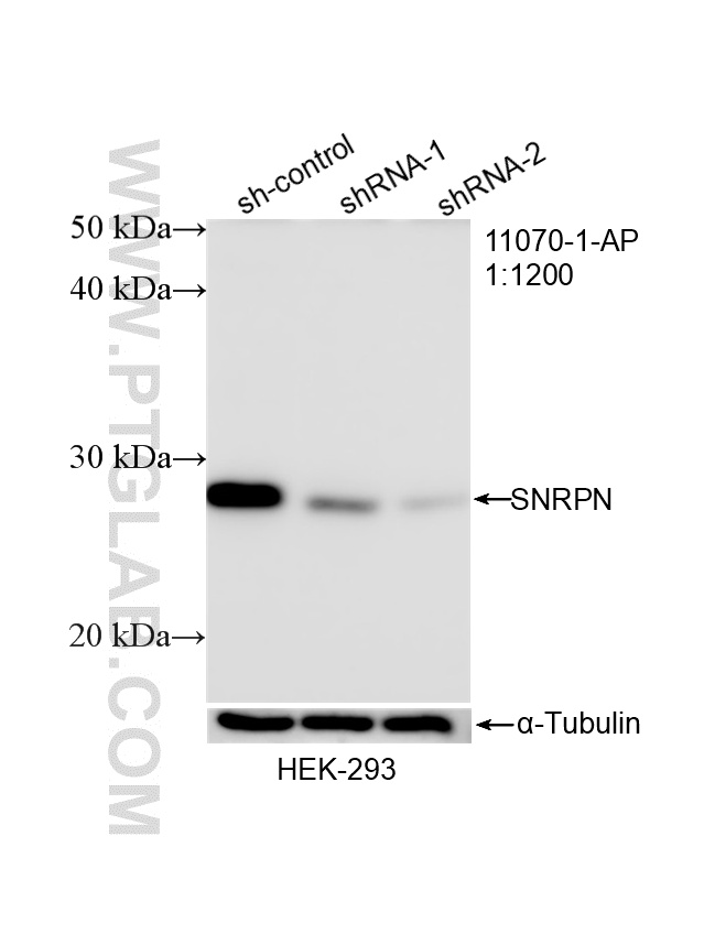 WB analysis of HEK-293 using 11070-1-AP