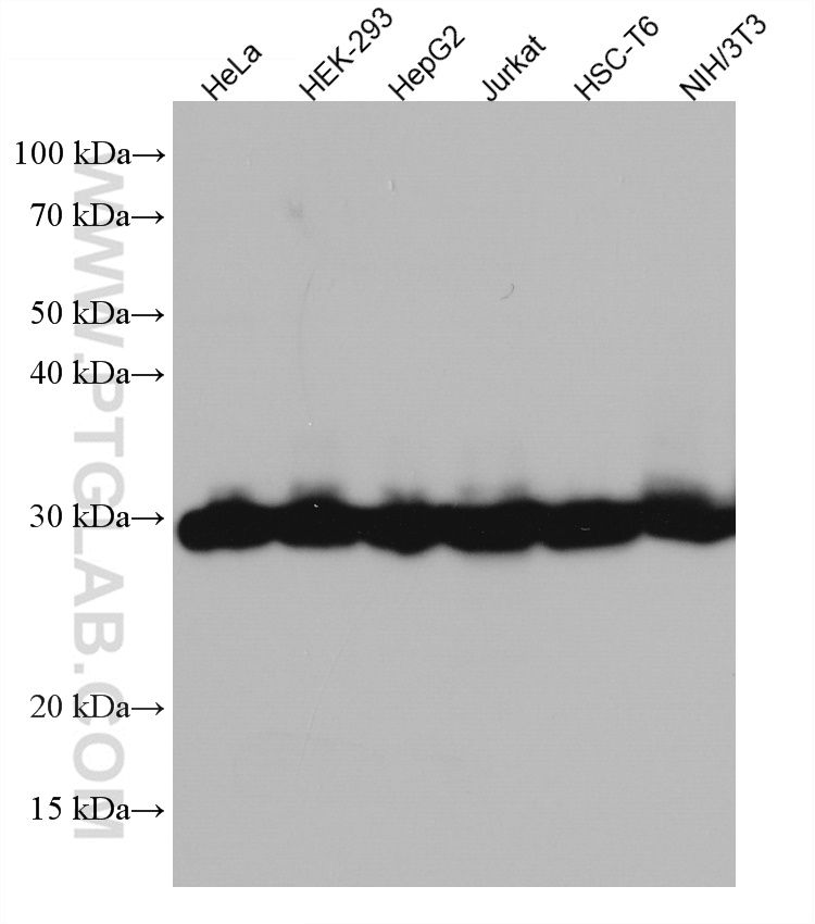 WB analysis using 67280-1-Ig