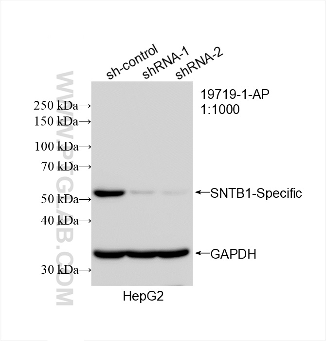 WB analysis of HepG2 using 19719-1-AP