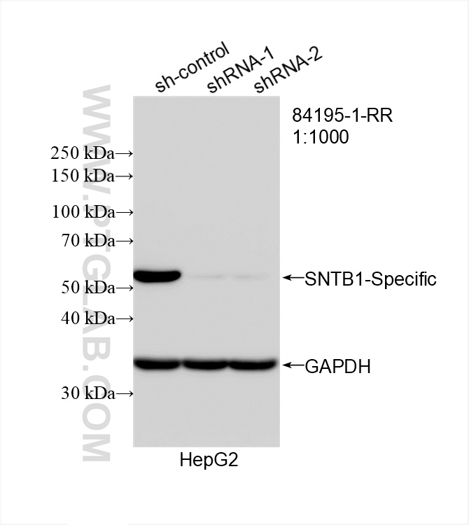 WB analysis of HepG2 using 84195-1-RR