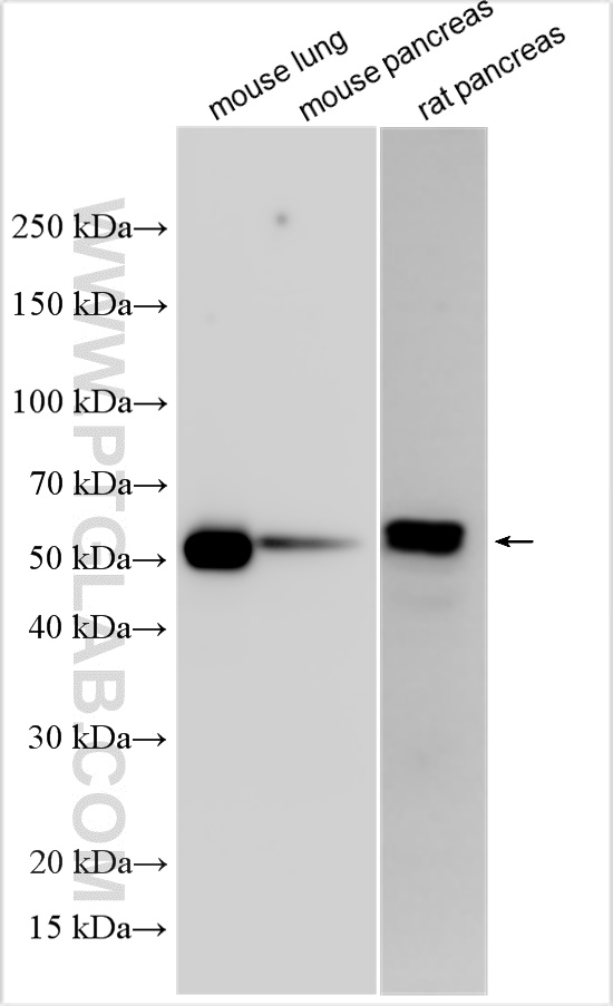 WB analysis using 19027-1-AP
