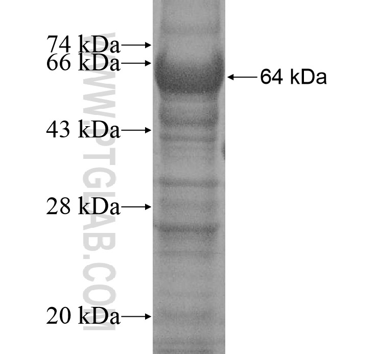 SNTG1 fusion protein Ag14919 SDS-PAGE