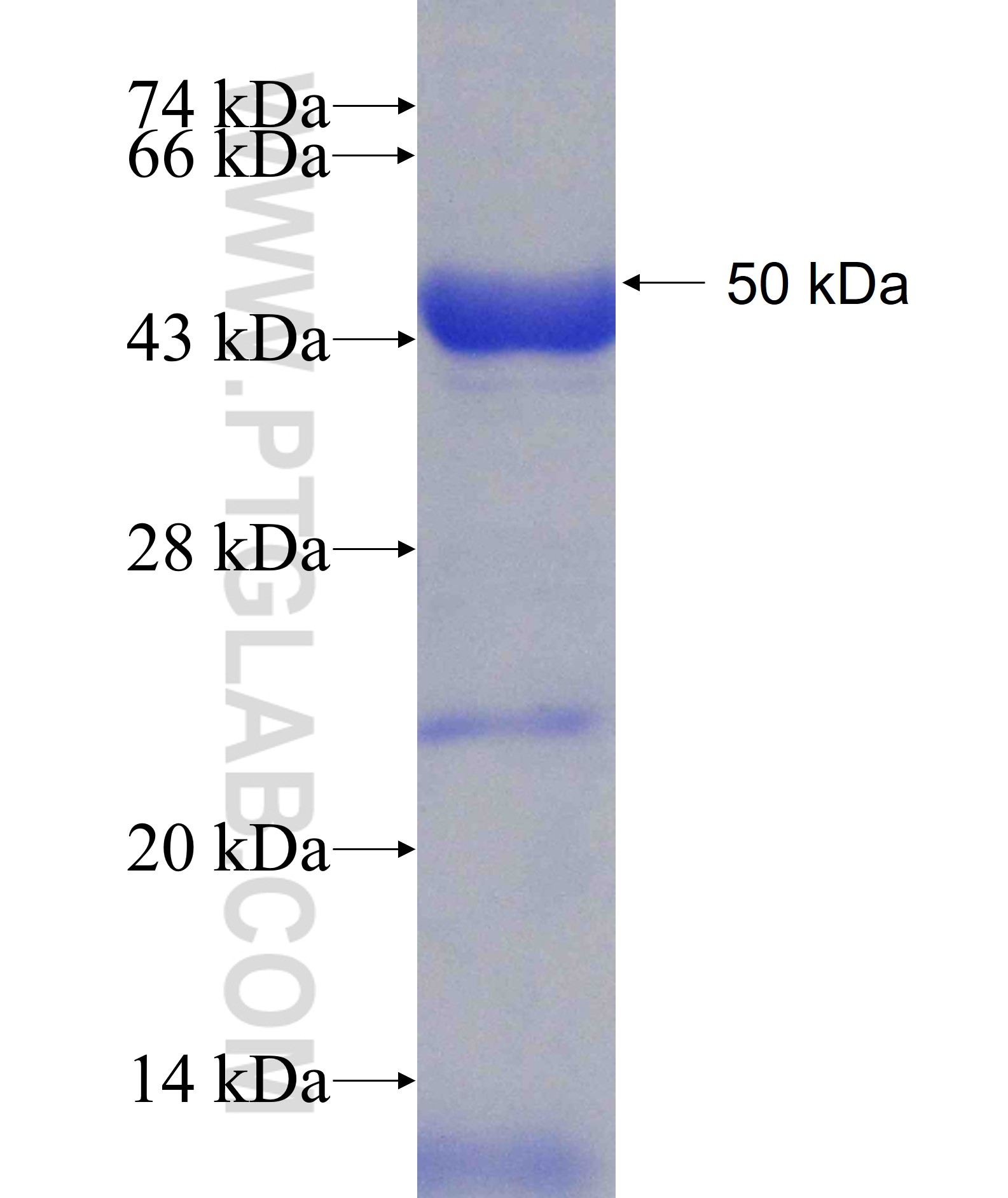 SNUPN fusion protein Ag7500 SDS-PAGE