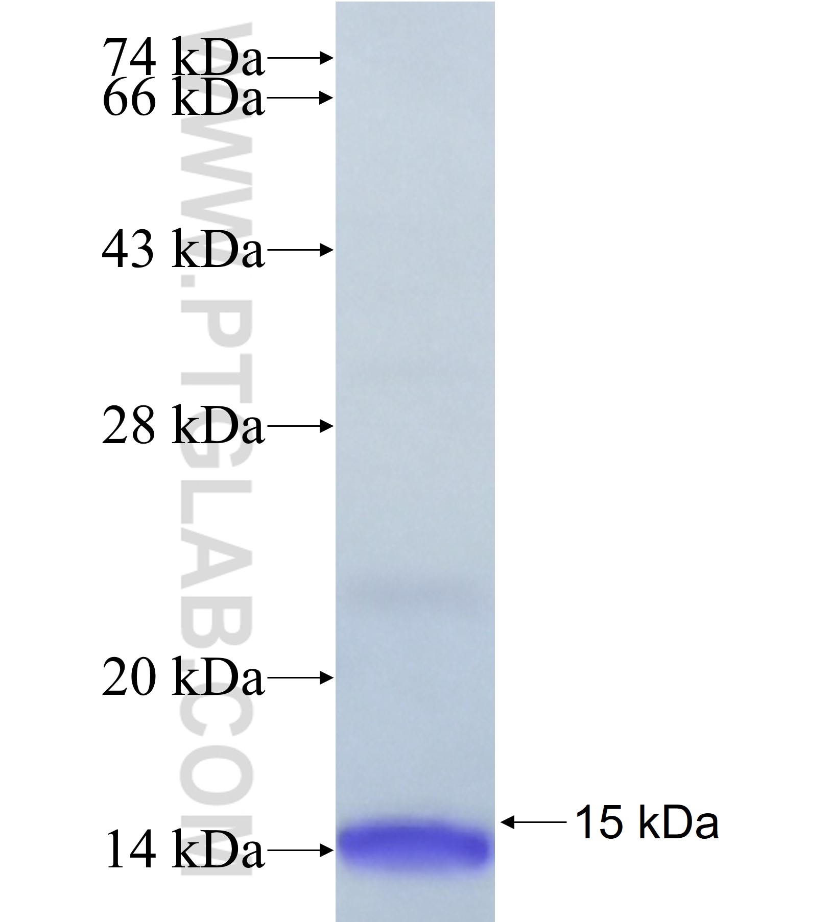 SNURF fusion protein Ag41896 SDS-PAGE SNURF fusion protein Ag41896 SDS-PAGE