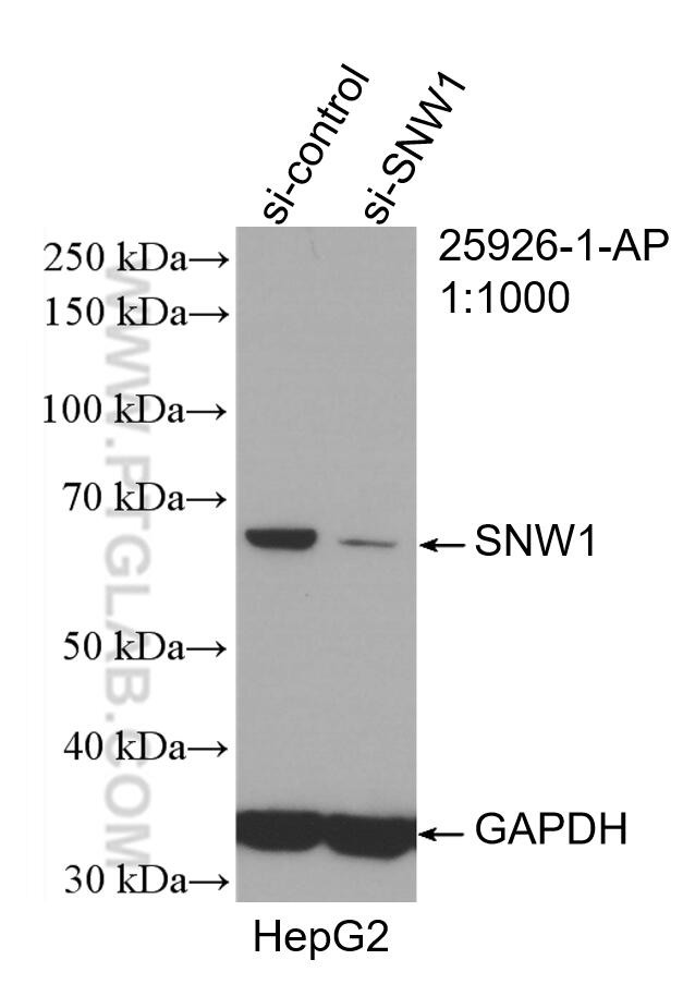 WB analysis of HepG2 using 25926-1-AP