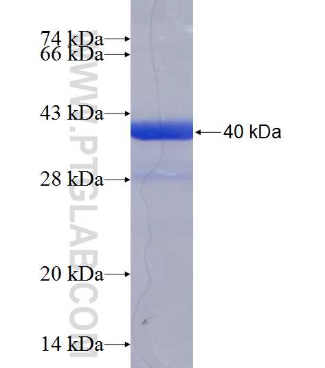 SNX10 fusion protein Ag24977 SDS-PAGE