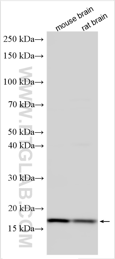 WB analysis using 12374-1-AP