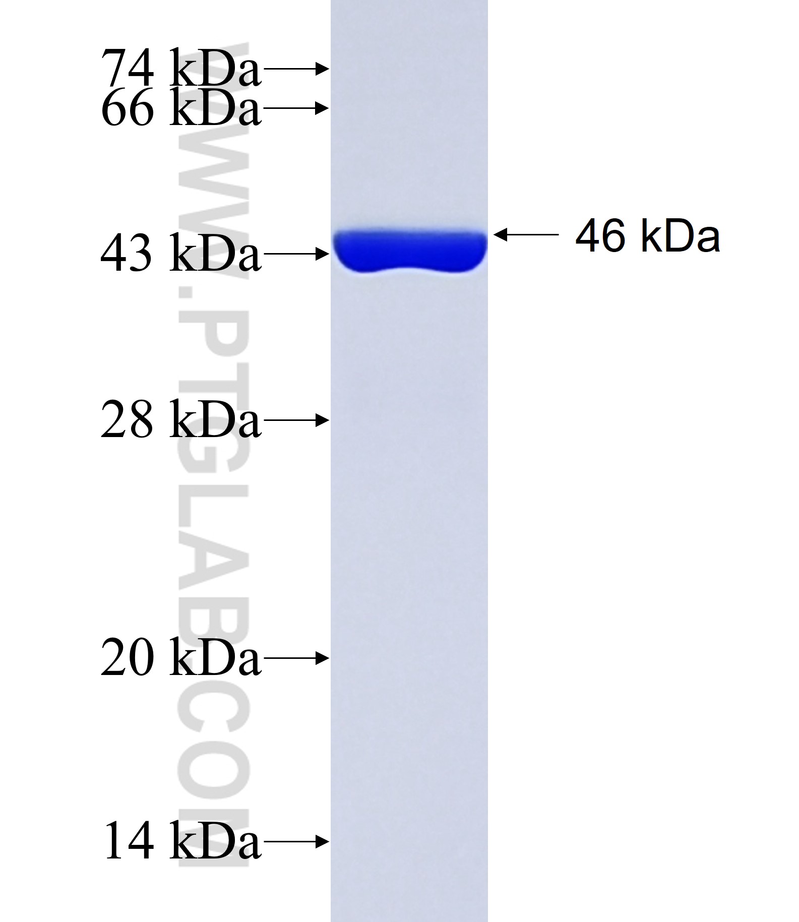 SNX12 fusion protein Ag35141 SDS-PAGE