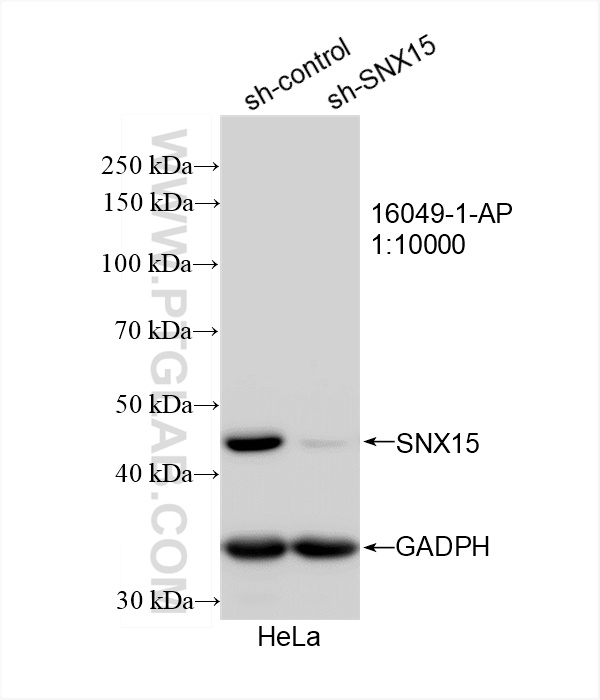 WB analysis of HeLa using 16049-1-AP