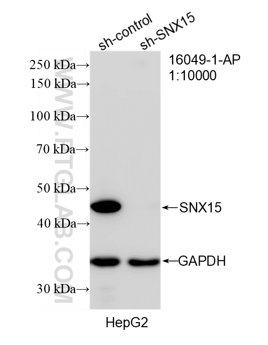 WB result of SNX15 antibody (16049-1-AP; 1:10000; incubated at room temperature for 1.5 hours) with sh-Control and sh-SNX15 transfected HepG2 cells. WB analysis of HepG2 using 16049-1-AP