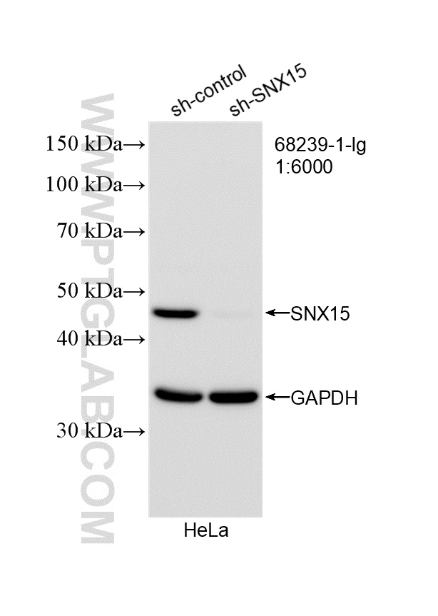 WB result of SNX15 antibody (<a class='green' href='/productredirect?CatalogNo=68239-1-Ig' target='_blank'>68239-1-Ig</a>; 1:6000; incubated at room temperature for 1.5 hours) with sh-Control and sh-SNX15 transfected HeLa cells. This data was developed using the same antibody clone with 68239-1-PBS in a different storage buffer formulation. WB analysis of HeLa using 68239-1-Ig (same clone as 68239-1-PBS)
