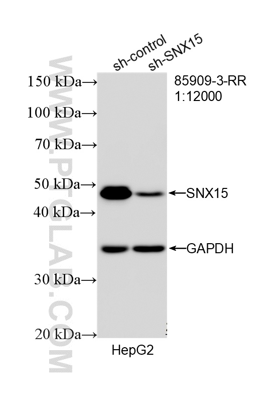 WB analysis of HepG2 using 85909-3-RR
