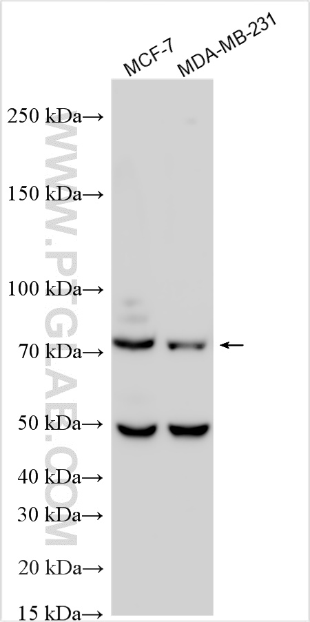 WB analysis using 21946-1-AP