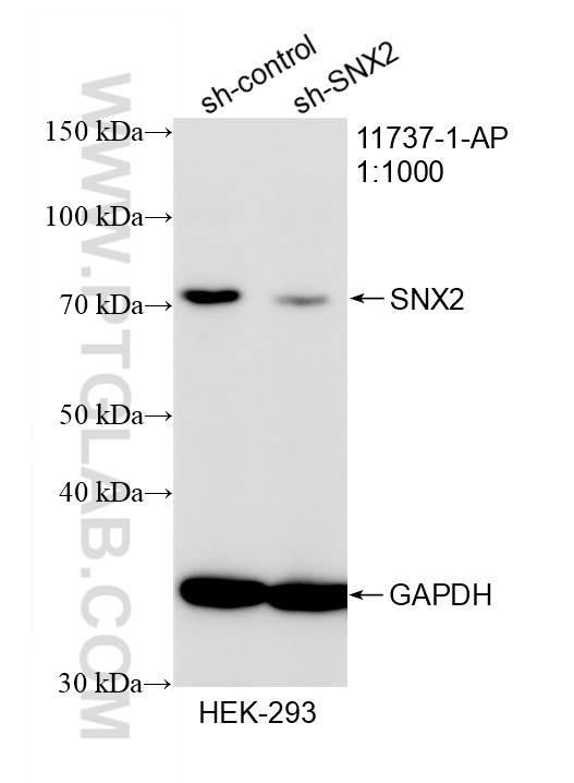 WB analysis of HEK-293 using 11737-1-AP