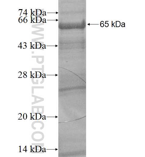 SNX2 fusion protein Ag2259 SDS-PAGE