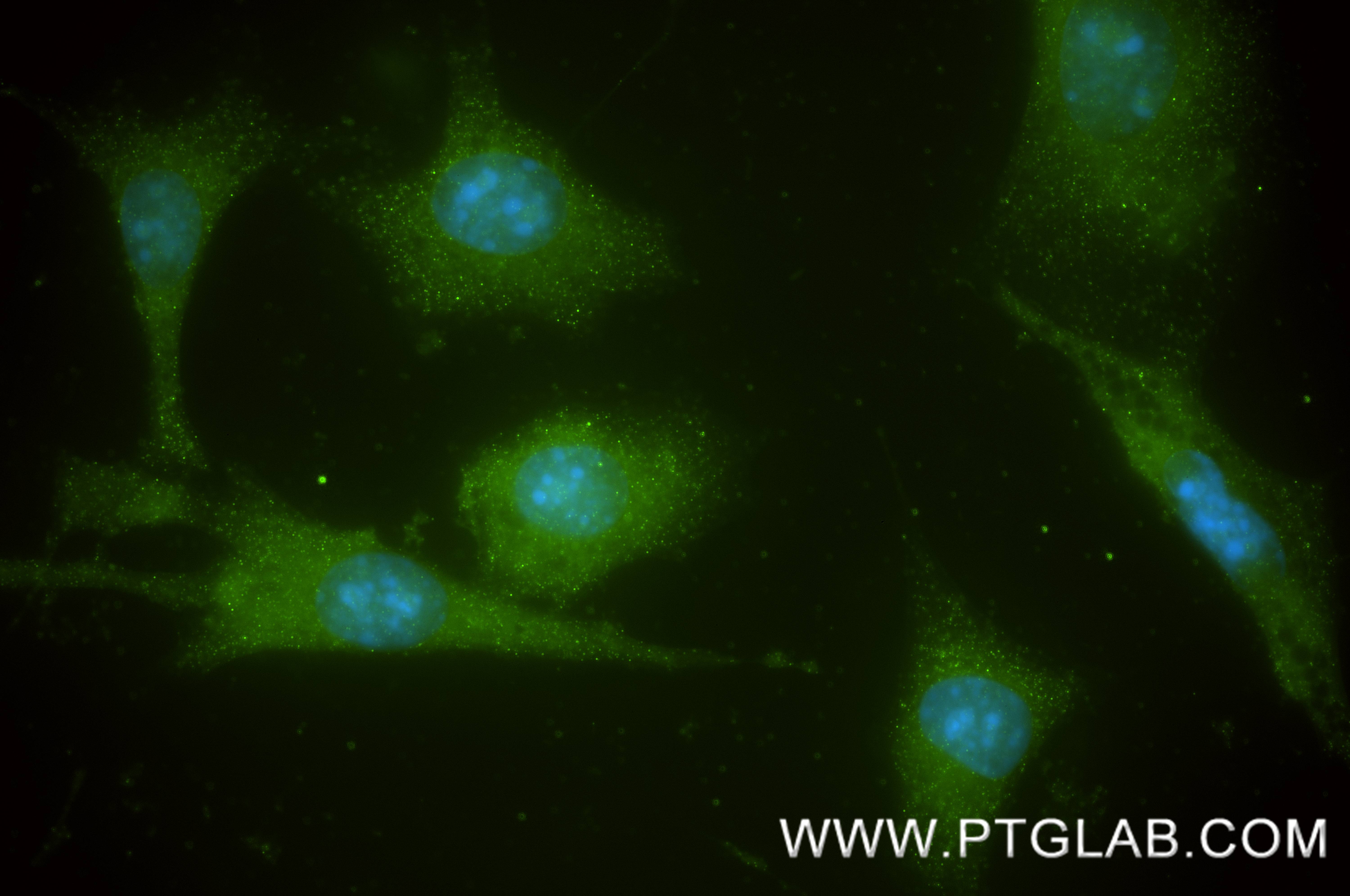 IF Staining of NIH/3T3 using 87039-1-RR