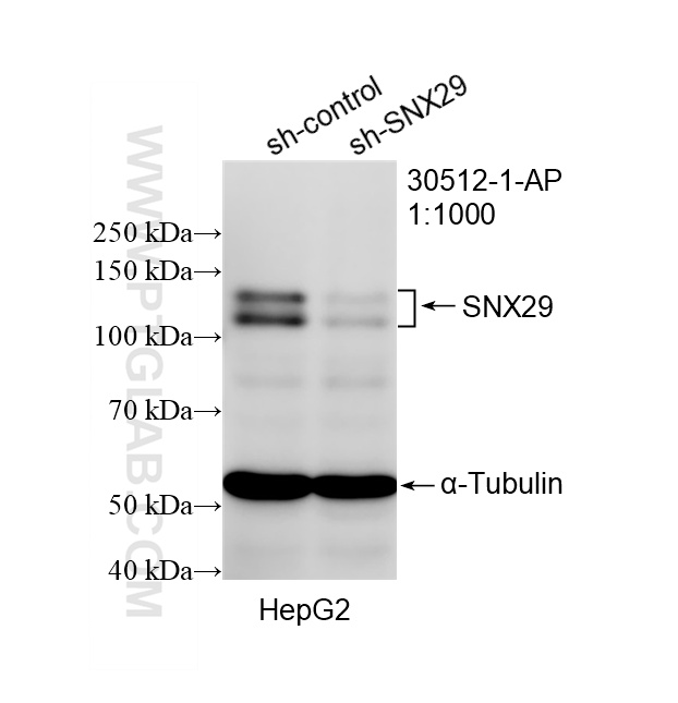 WB result of SNX29 antibody (30512-1-AP; 1:1000; incubated at room temperature for 1.5 hours) with sh-Control and sh-SNX29 transfected HepG2 cells. WB analysis of HepG2 using 30512-1-AP