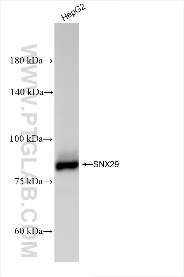 WB analysis of HepG2 using 86446-1-RR (same clone as 86446-1-PBS)