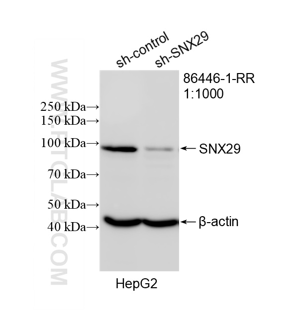 WB analysis of HepG2 using 86446-1-RR (same clone as 86446-1-PBS)