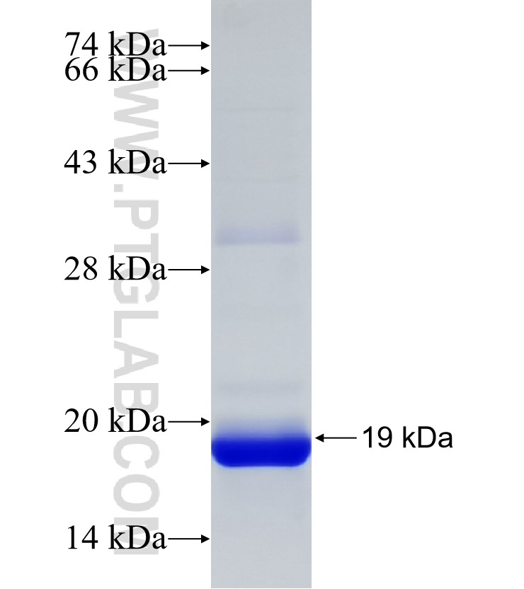 SNX29 fusion protein Ag32567 SDS-PAGE