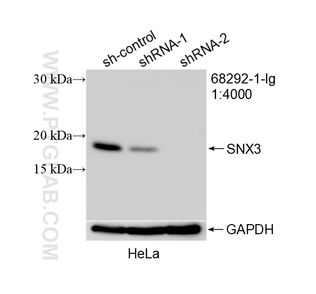 WB result of SNX3 antibody (68292-1-Ig; 1:4000; incubated at room temperature for 1.5 hours) with sh-Control and sh-SNX3 transfected HeLa cells. WB analysis of HeLa using 68292-1-Ig