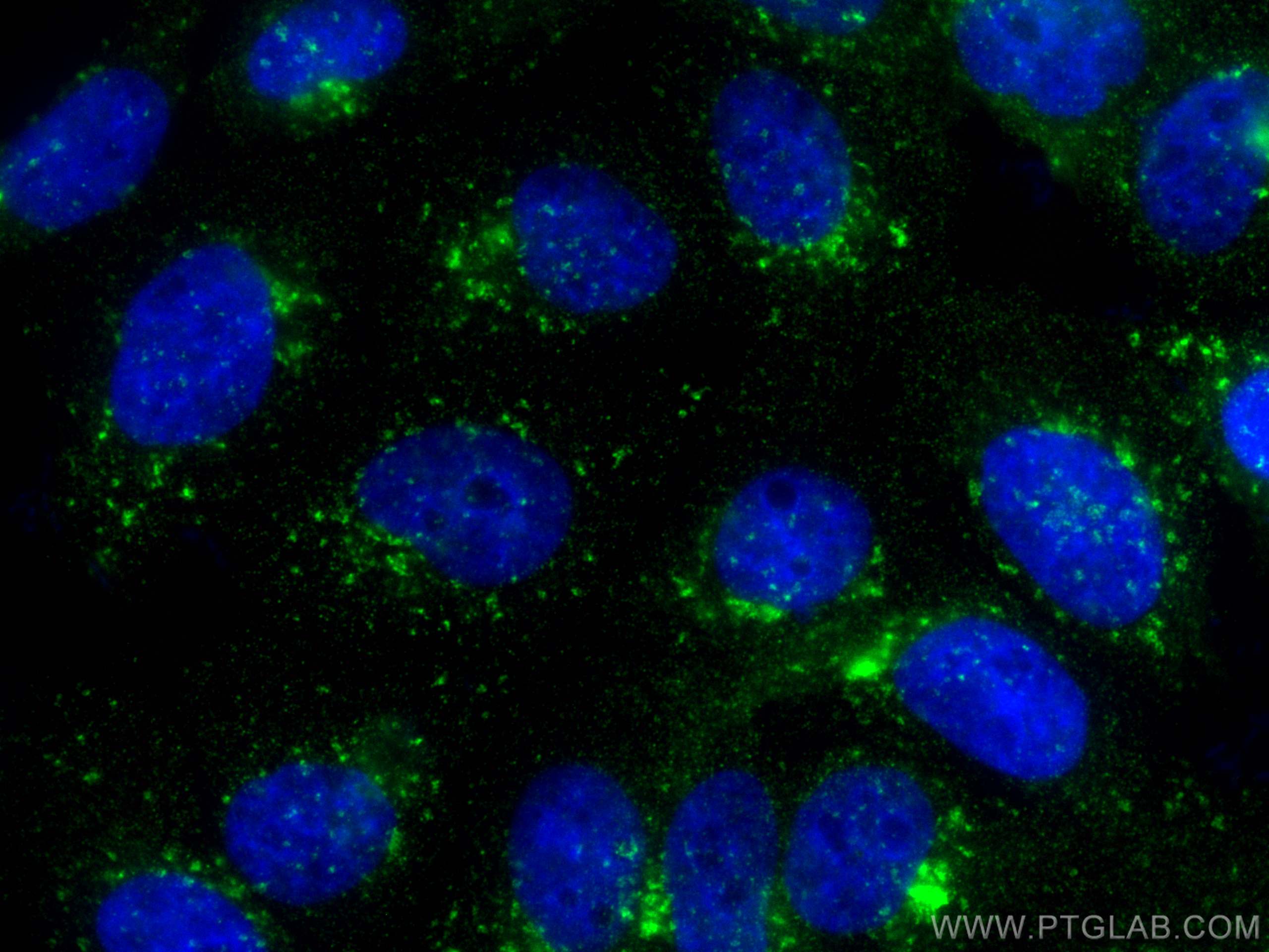 IF Staining of A431 using CL488-68292