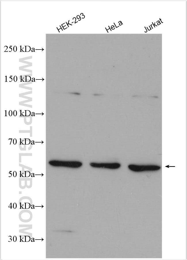 WB analysis using 11506-1-AP