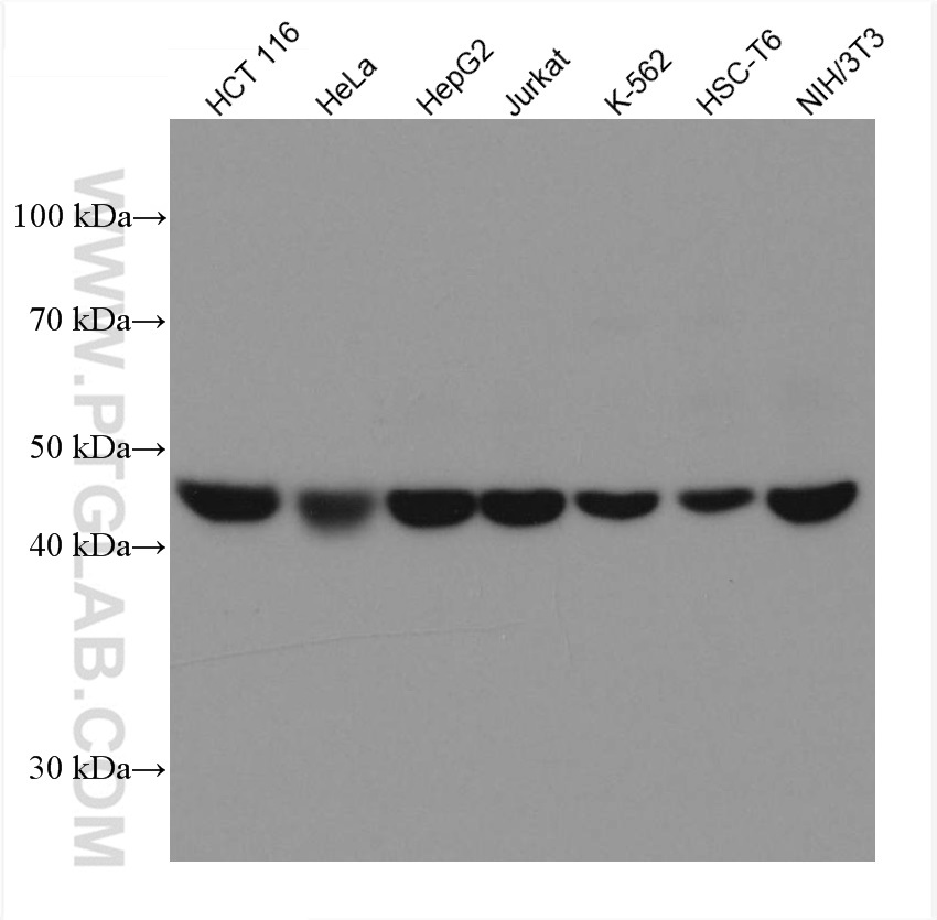 WB analysis using 67665-1-Ig