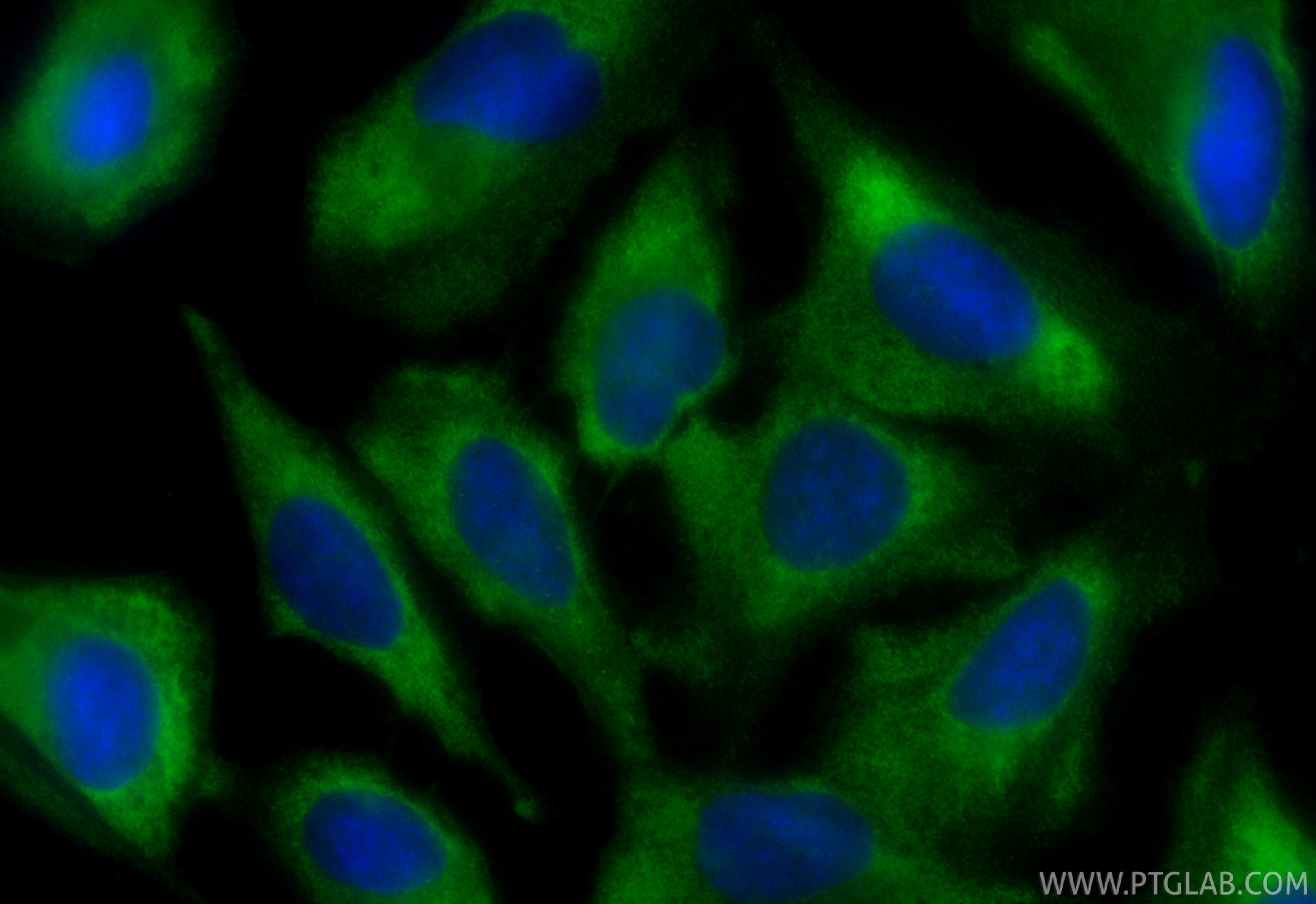 IF Staining of U2OS using CL488-67665