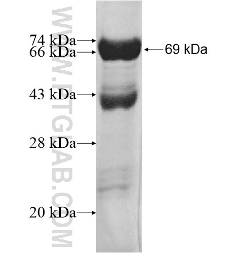 SNX5 fusion protein Ag12330 SDS-PAGE