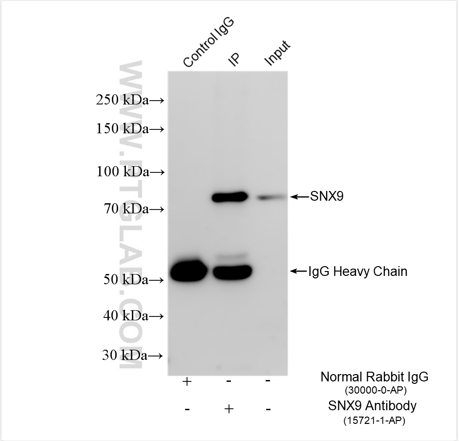 IP result of anti-SNX9 (IP:15721-1-AP, 4ug; Detection:15721-1-AP 1:8000) with mouse heart tissue lysate 1880 ug. IP experiment of mouse heart using 15721-1-AP