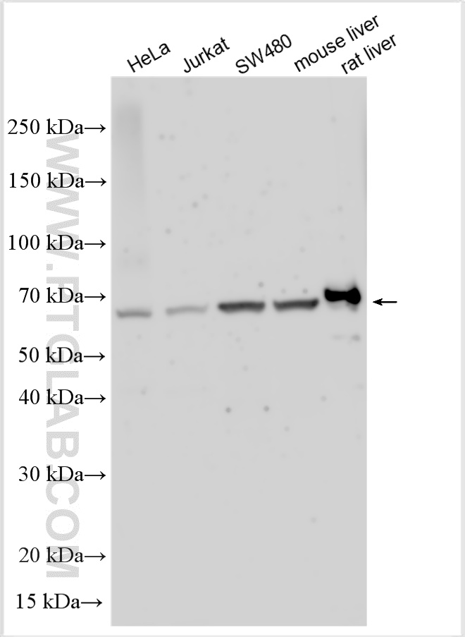 WB analysis using 29369-1-AP