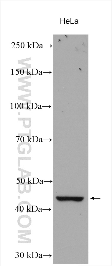 WB analysis using 21852-1-AP