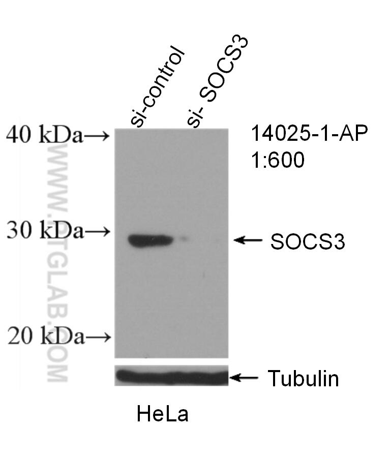 WB analysis of HeLa using 14025-1-AP