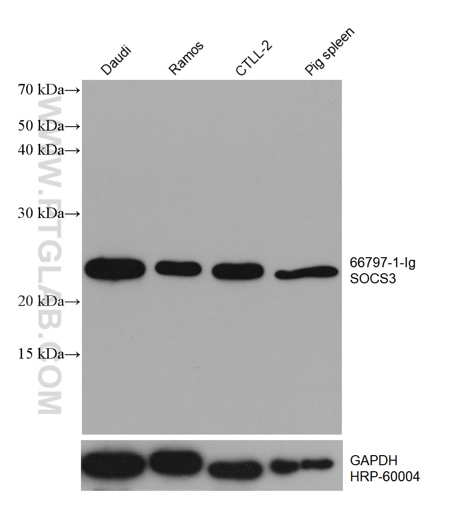 WB analysis using 66797-1-Ig