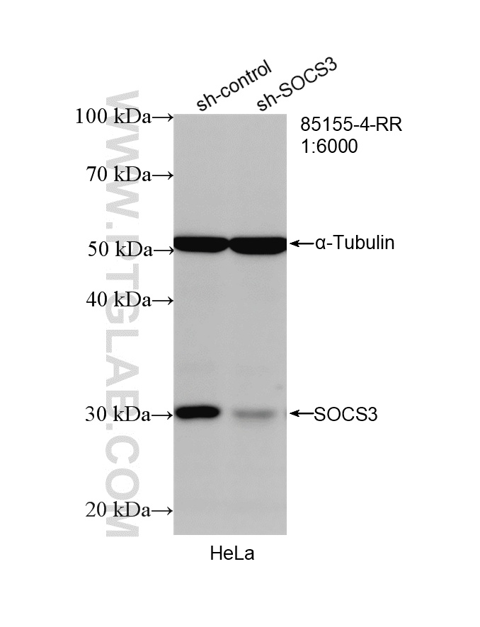 WB analysis of HeLa using 85155-4-RR