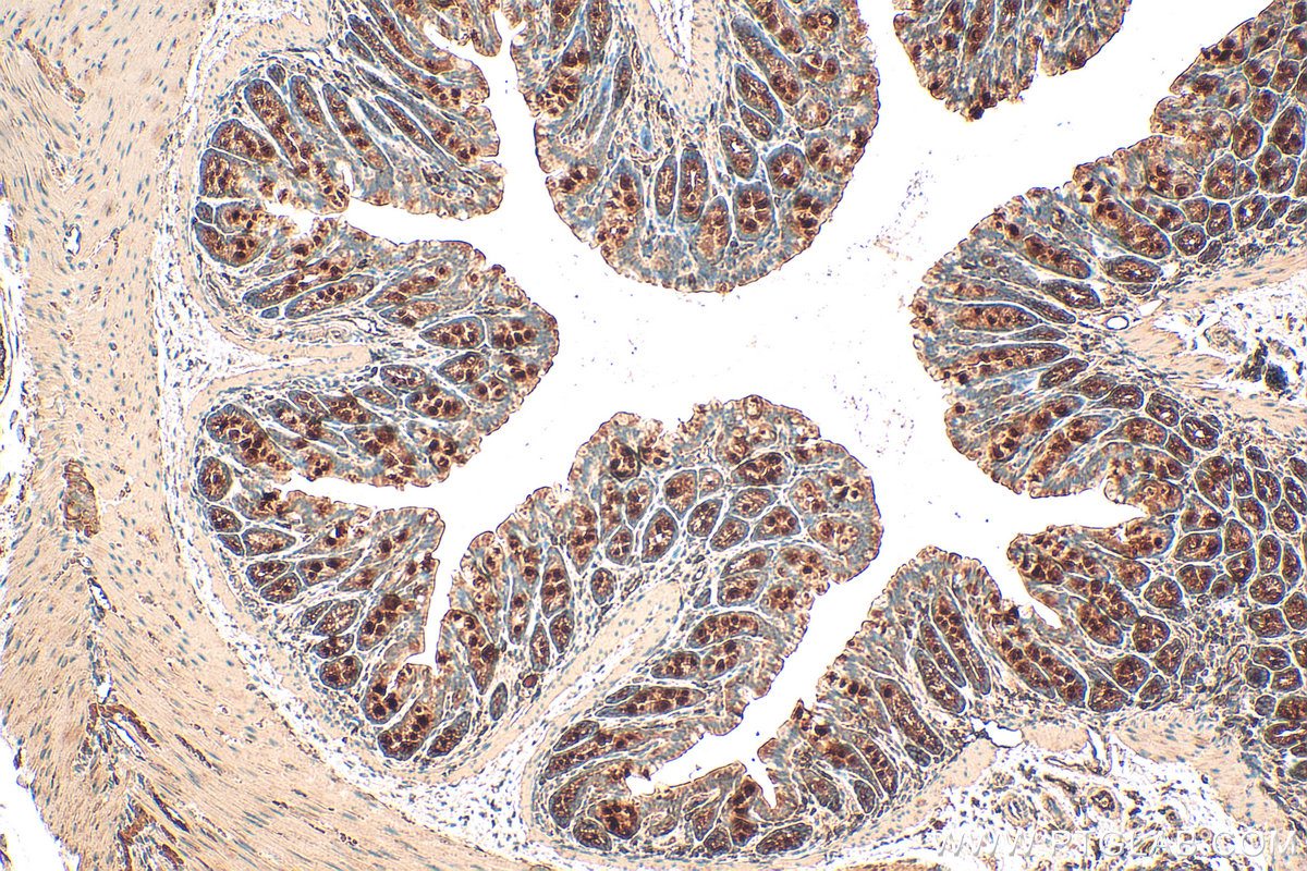 IHC staining of mouse colon using 27343-1-AP