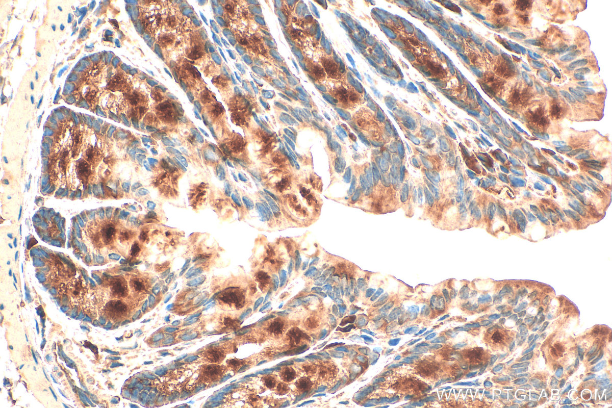 IHC staining of mouse colon using 27343-1-AP