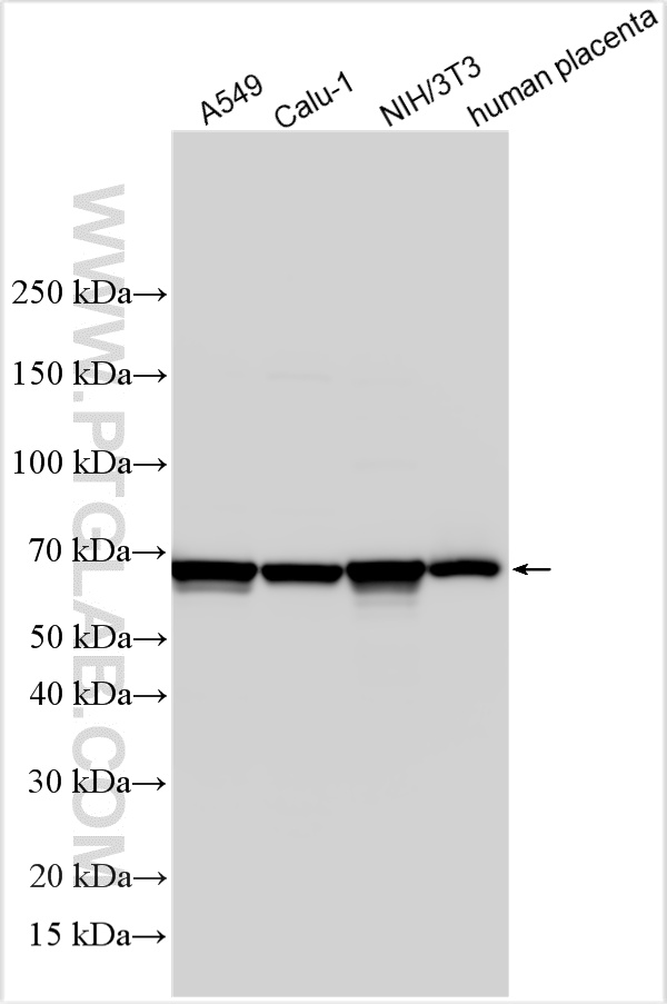 WB analysis using 27343-1-AP