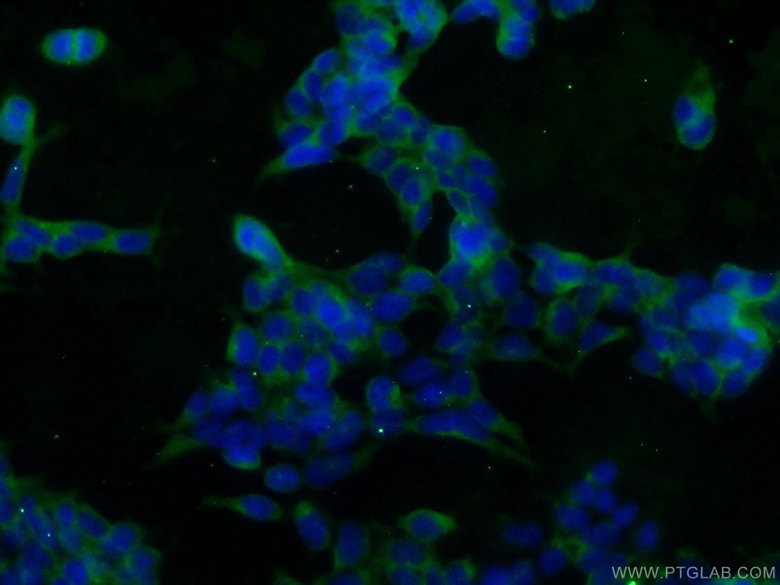 IF Staining of HEK-293 using 10269-1-AP