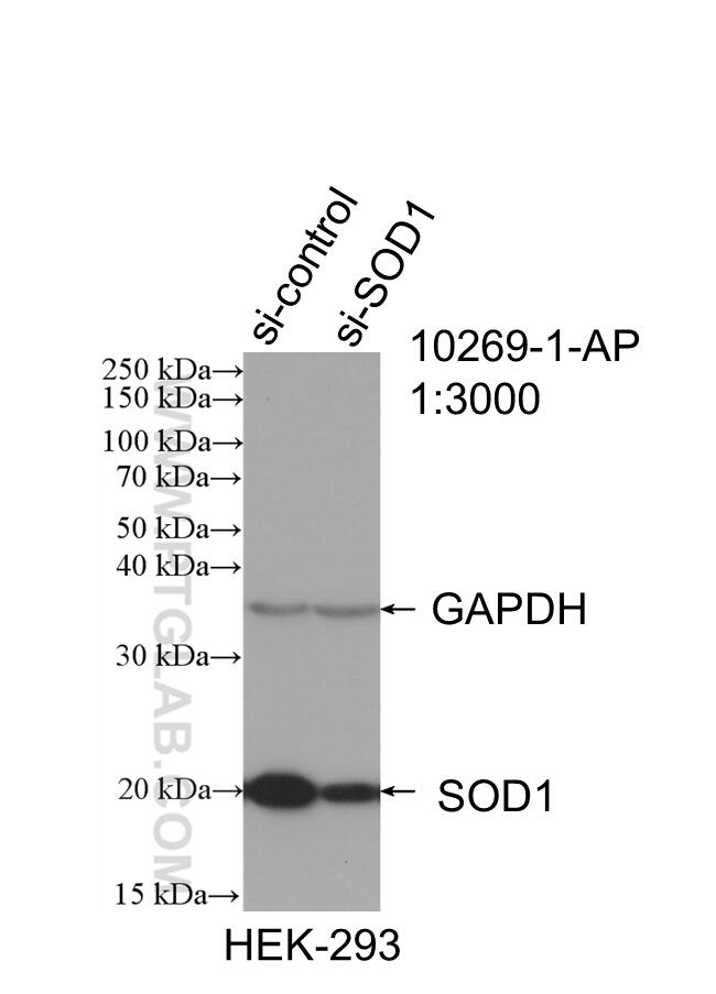 WB analysis of HEK-293 using 10269-1-AP