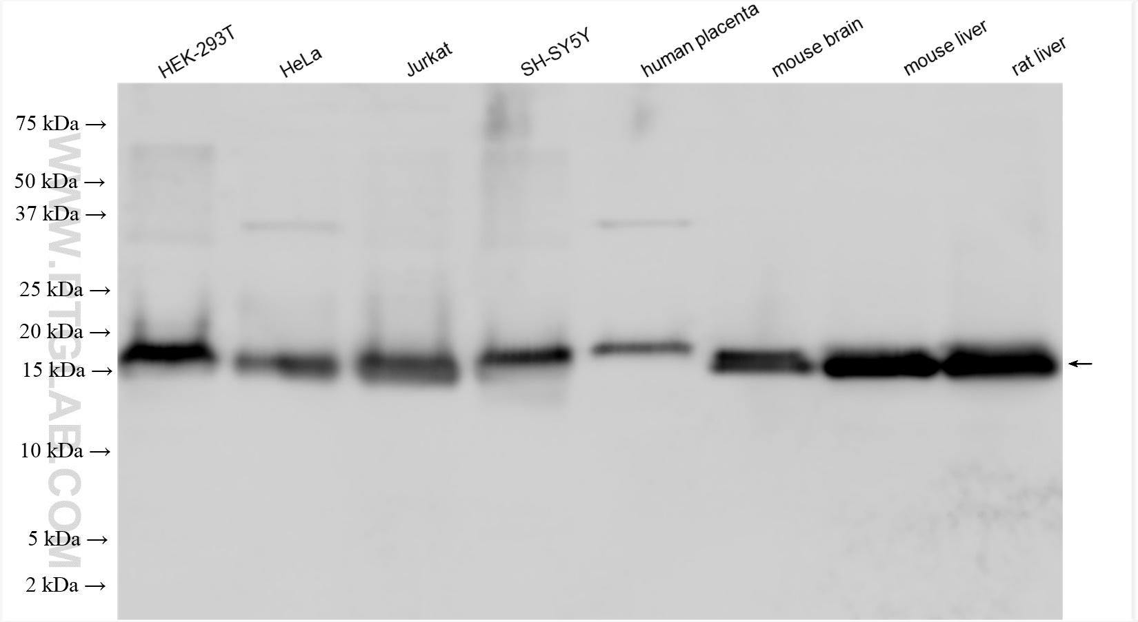 WB analysis using 10269-1-AP